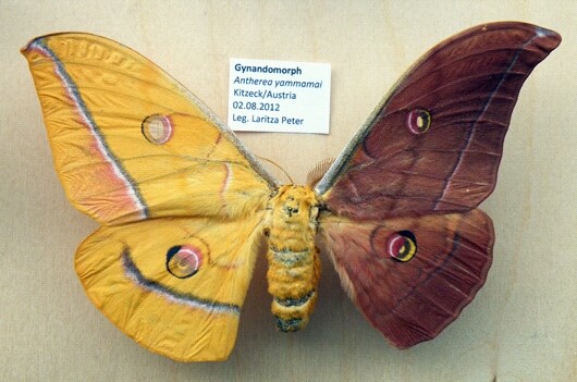Antherea yammanai gynandromorph (Internet Image property of respective owner, non-commercial use only)